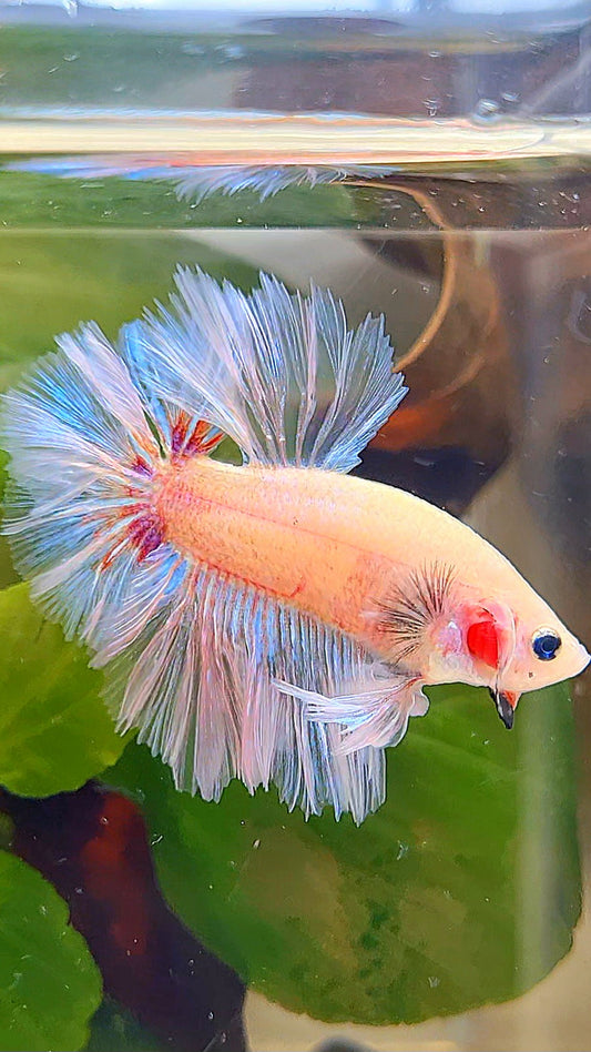 KING ROSETAIL HALFMOON WHITE CELLOPHANE UNIQUE BETTA FISH
