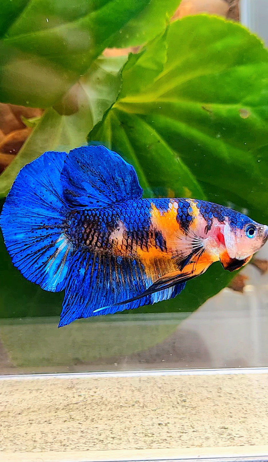 PLAKAT ORANGE BASED BLUE METALLIC MULTICOLOR BETTA FISH