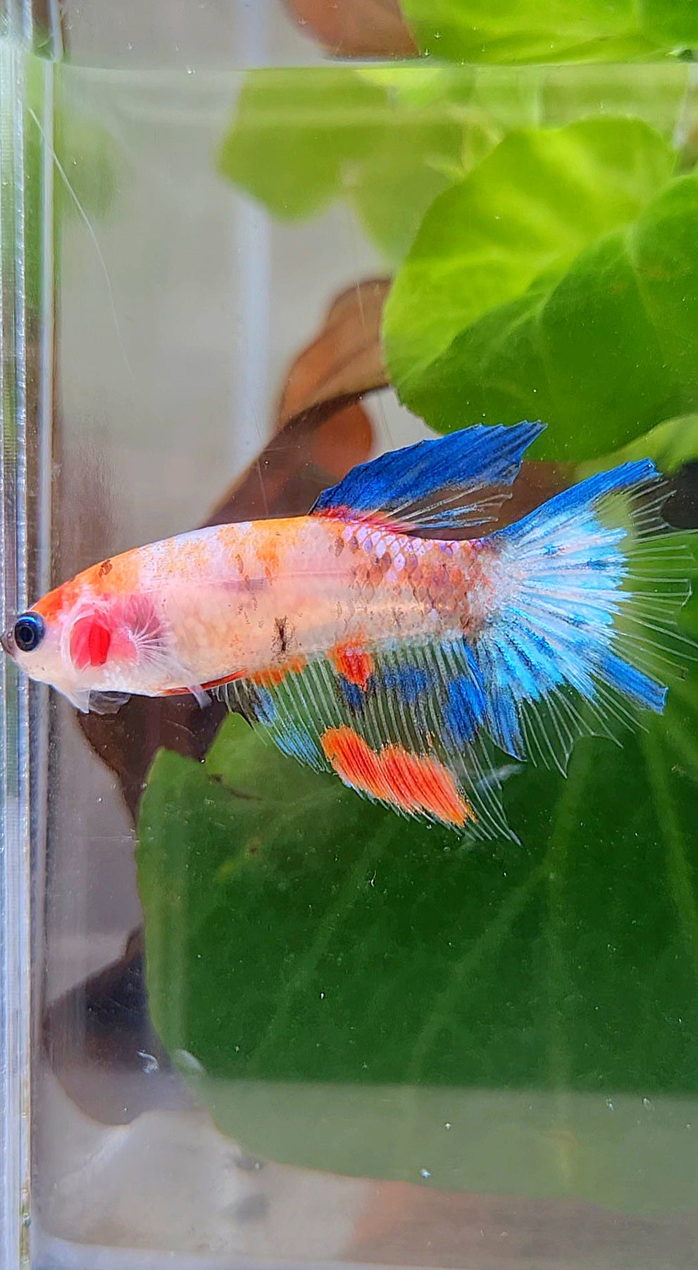 FEMALE HALFMOON KOI MULTICOLOR BETTA FISH