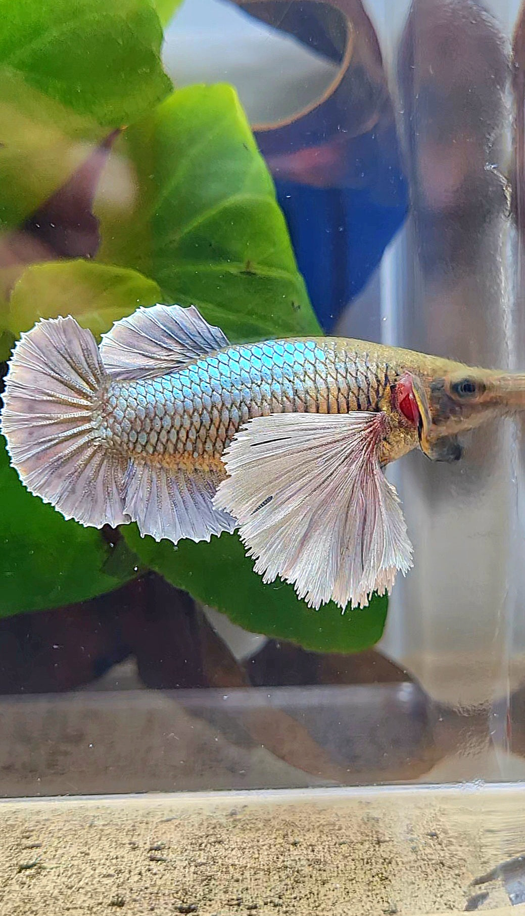 LUXURY FEMALE PLAKAT SUPER DUMBO EAR COPPER YELLOW BETTA FISH
