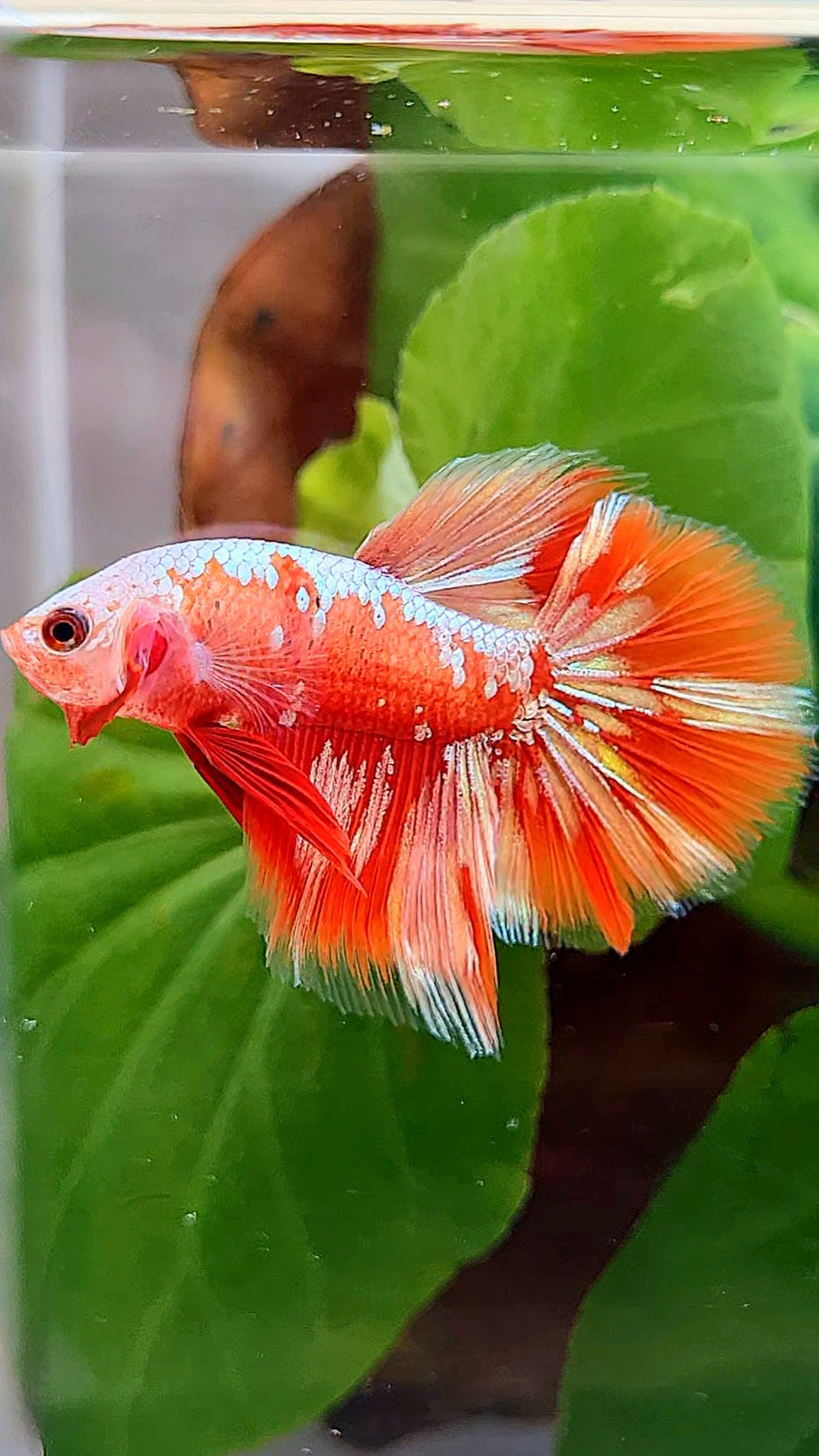 HALFMOON RED GOLD GALAXY RGG BETTA FISH