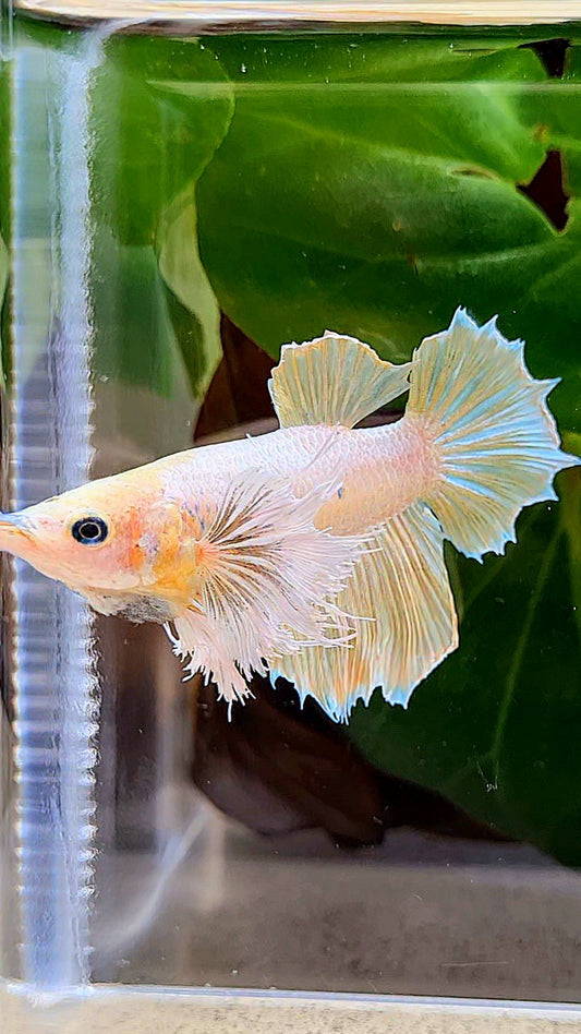 FEMALE HALFMOON DUMBO EAR YELLOW BETTA FISH
