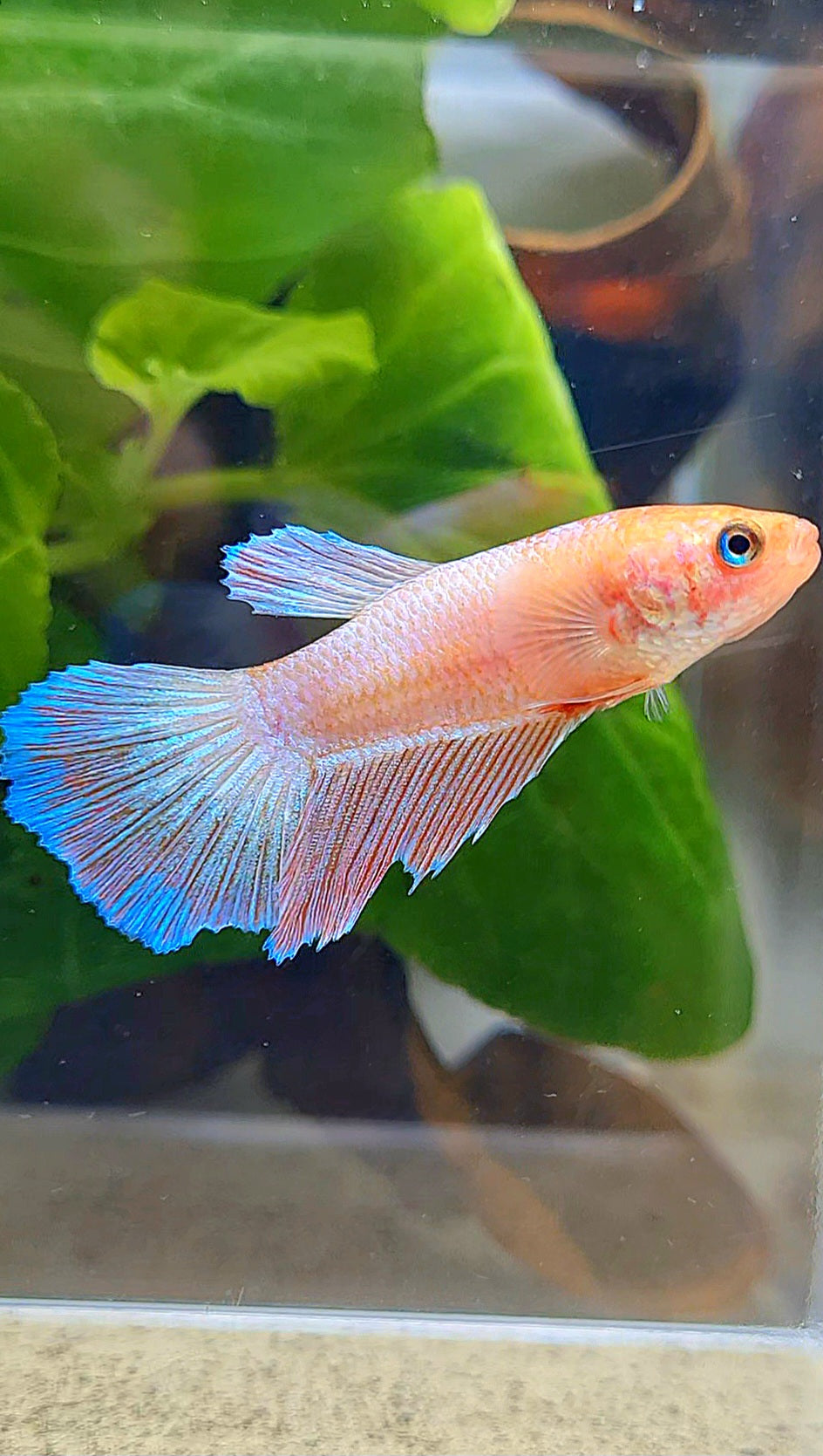 FEMALE HALFMOON PINK FLAMINGGO BETTA FISH