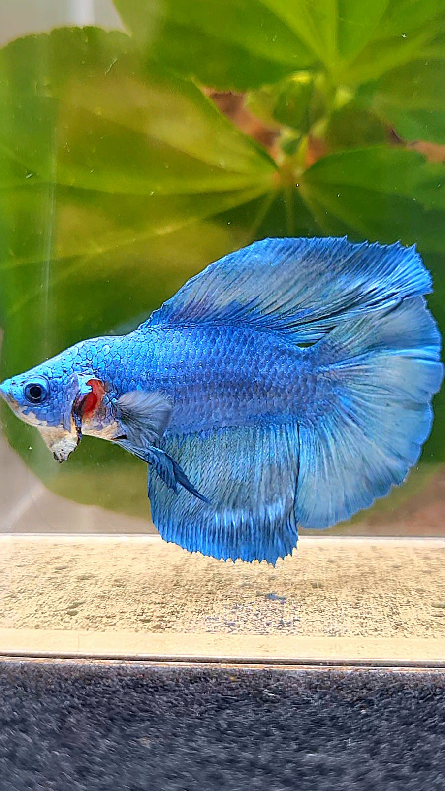 HALFMOON DOUBLE TAIL FANCY BLUE BETTA FISH