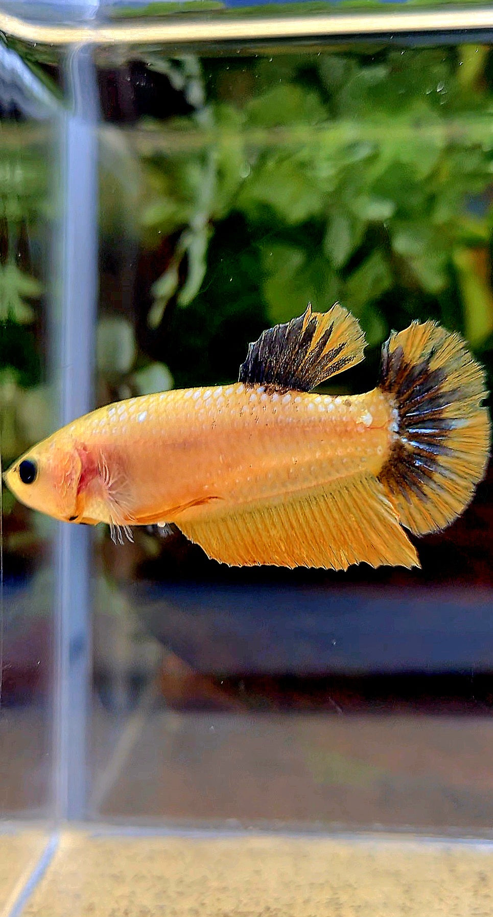 FEMALE PLAKAT YELLOW FANCY UNIQUE BETTA FISH