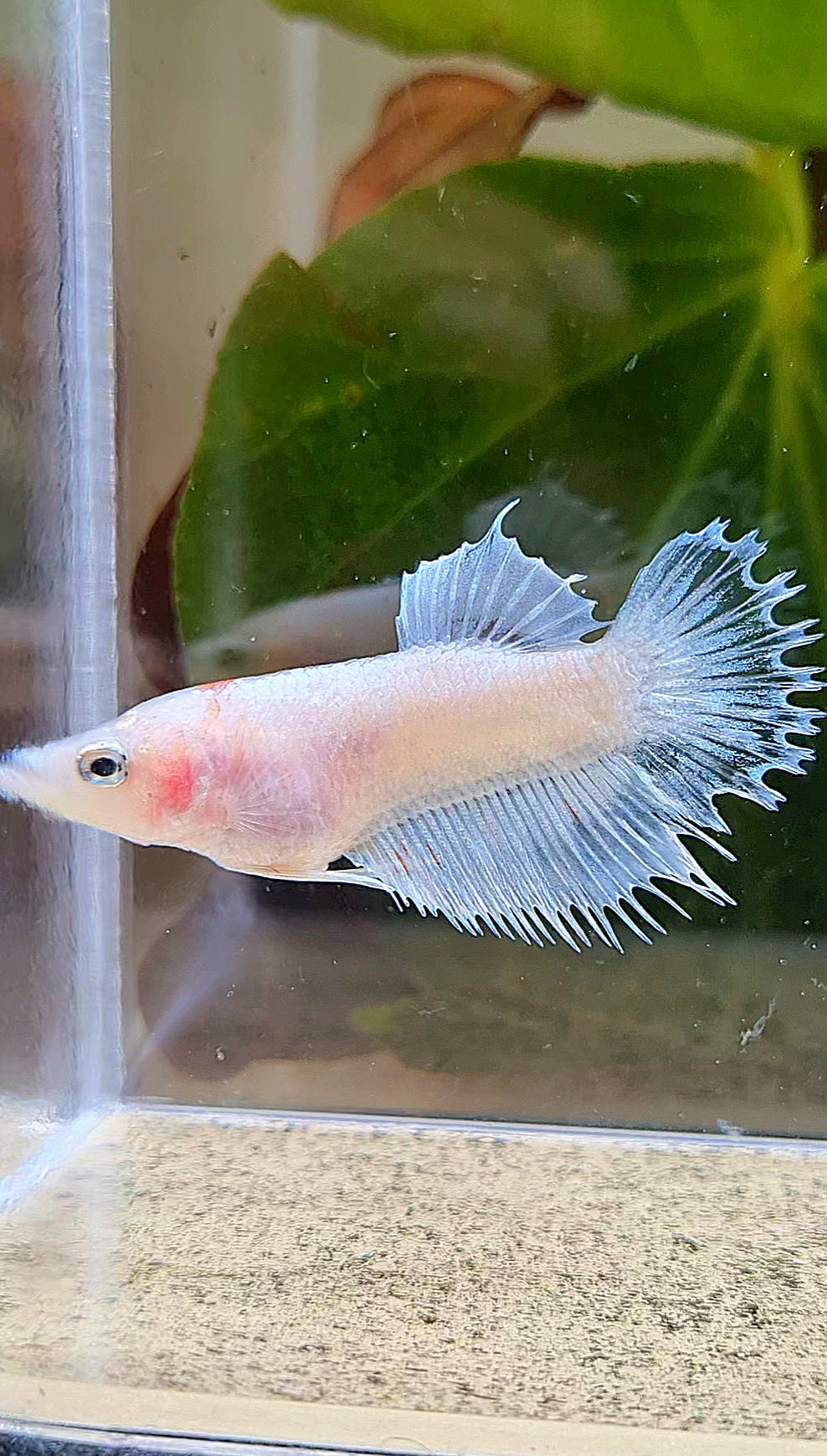 FEMALE CROWNTAIL PLAKAT WHITE CELLOPHANE BETTA FISH
