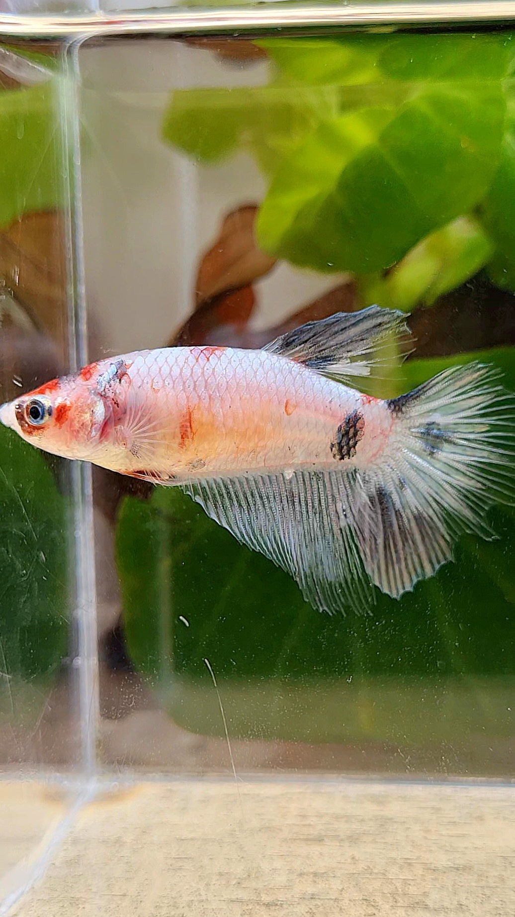 FEMALE HALFMOON WHITE COPPER KOI BETTA FISH