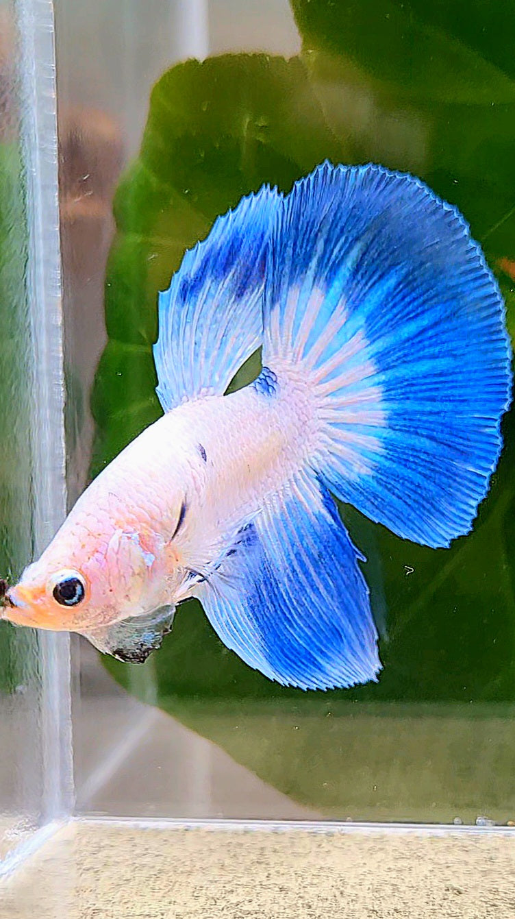 HALFMOON BLUE RIM DOTS MARBLE BETTA FISH