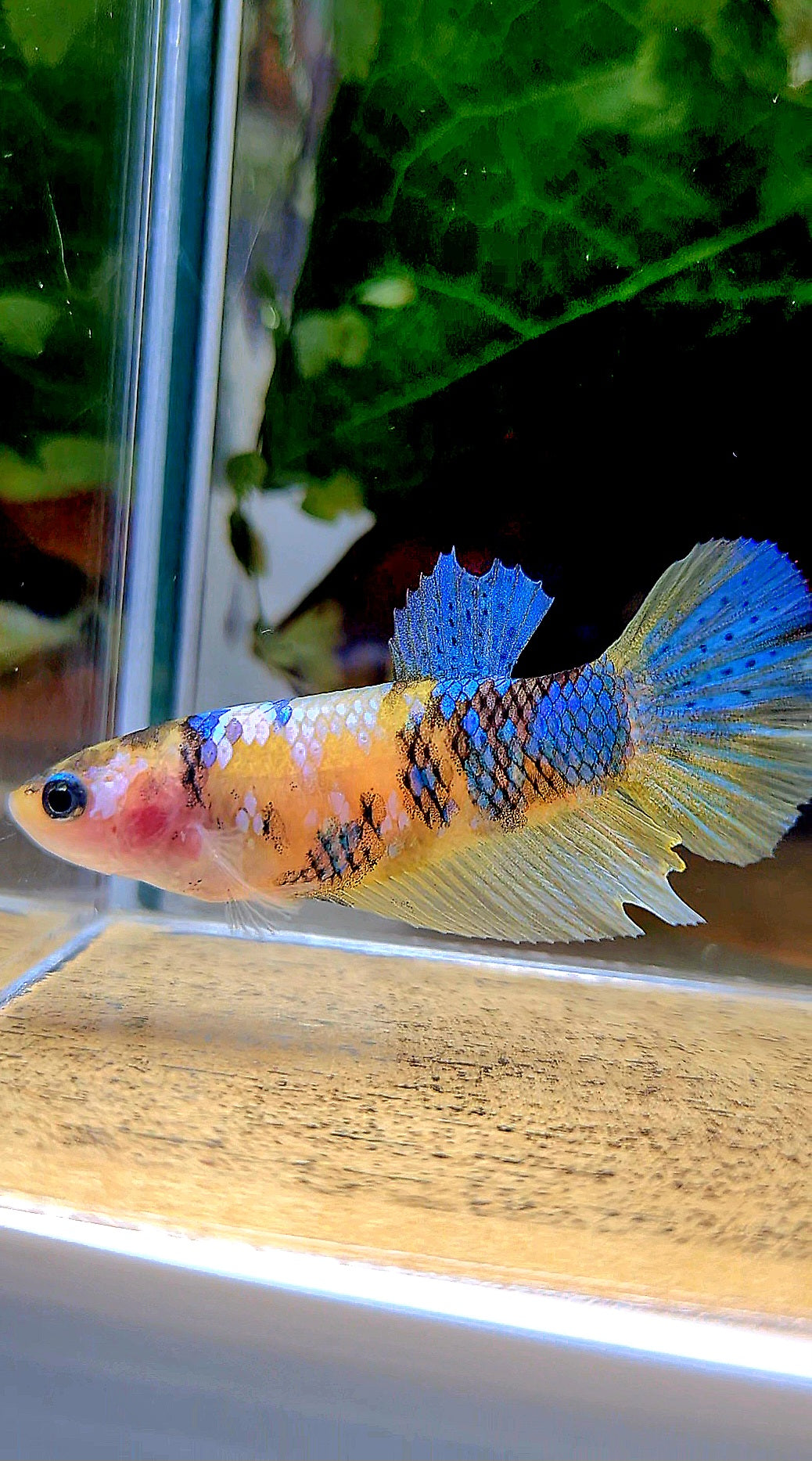 FEMALE HALFMOON YELLOW KOI GALAXY MULTICOLOR BETTA FISH