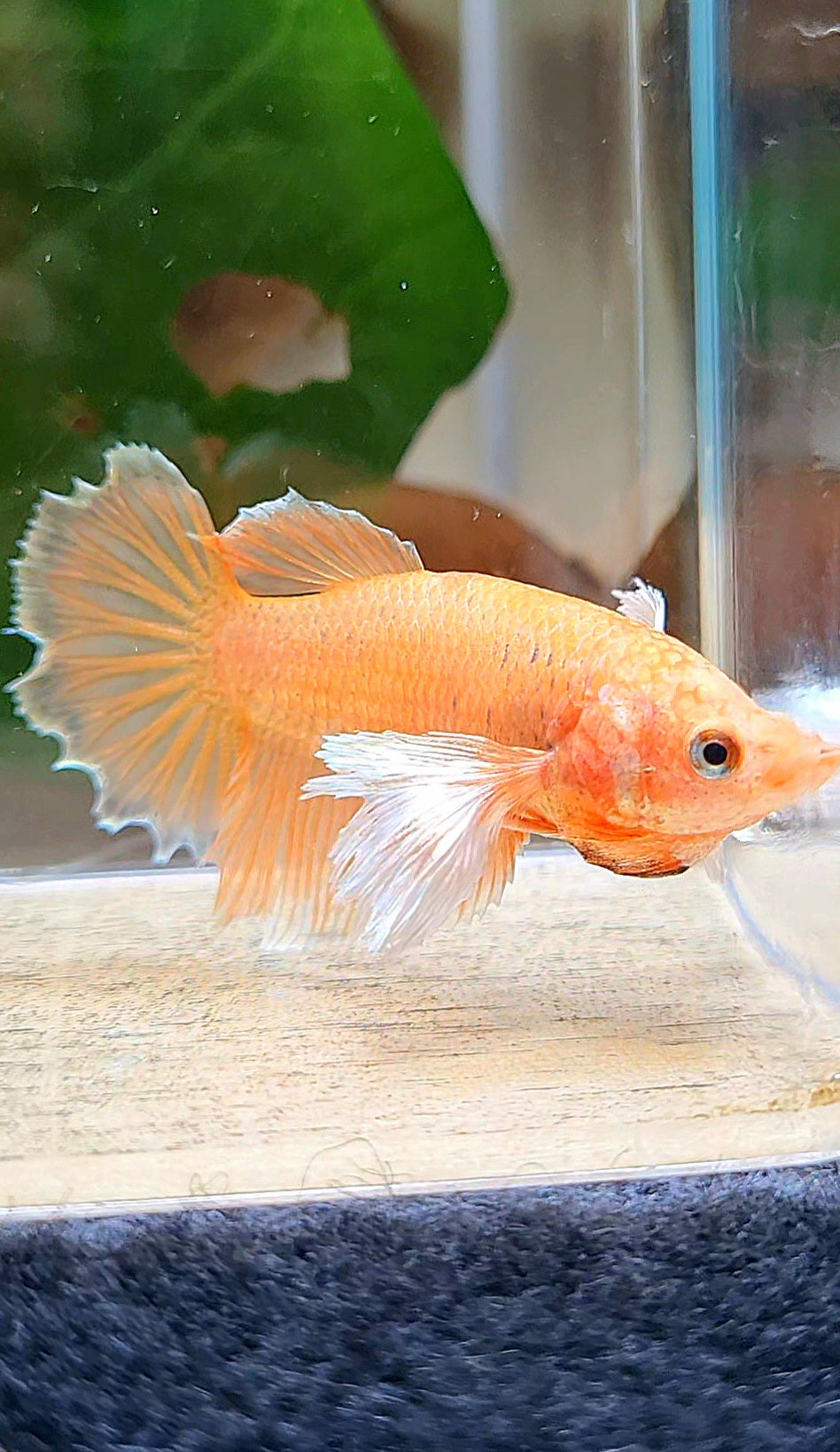 FEMALE HALFMOON DUMBO EAR ORANGE BETTA FISH