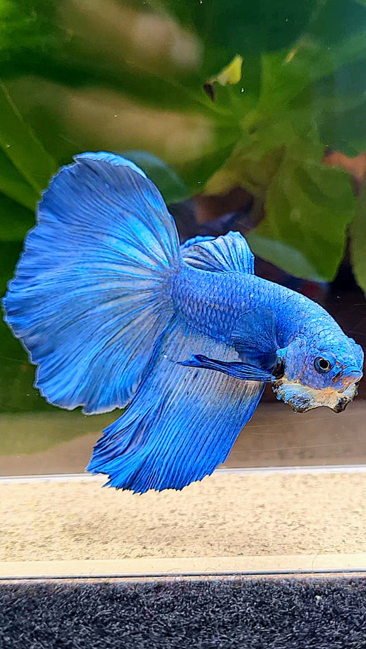 HALFMOON ROSETAIL BLUE BETTA FISH