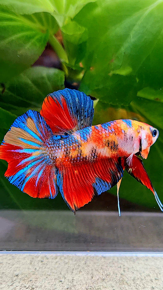 PLAKAT RED METALLIC MULTICOLOR BETTA FISH