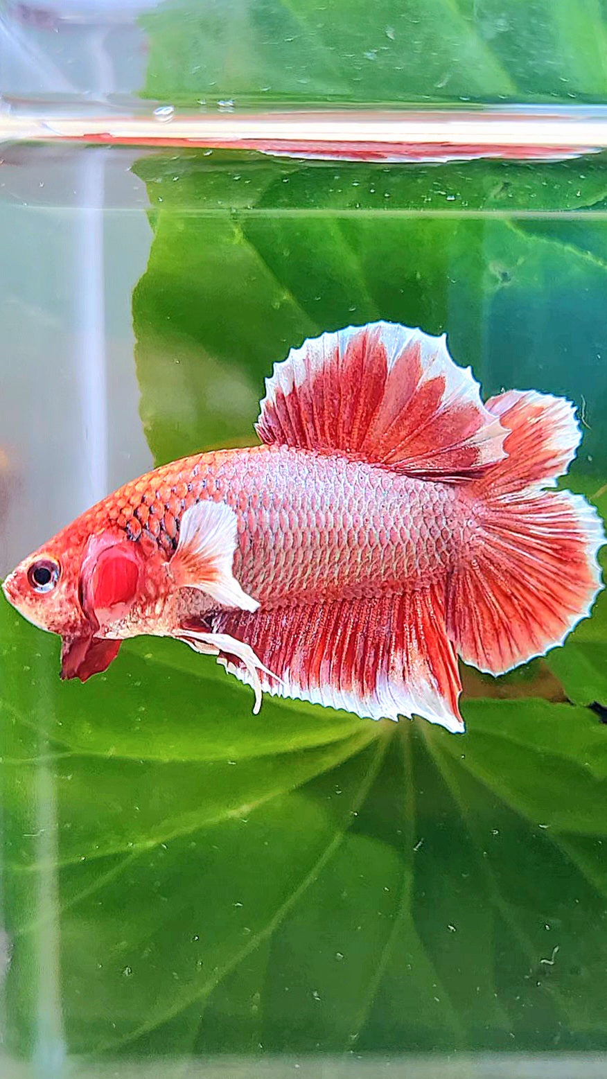 PLAKAT DOUBLE TAIL BIG EAR RED LAVENDER BETTA FISH