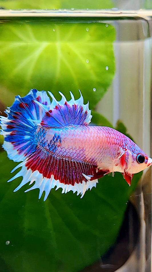 CROWNTAIL PLAKAT PINK FANCY FLAMINGGO BUTTERFLY BETTA FISH