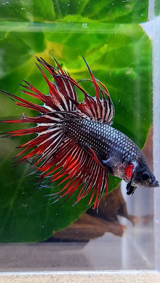 CROWNTAIL IMBELIS RED COPPER HYBRID WILD BETTA FISH