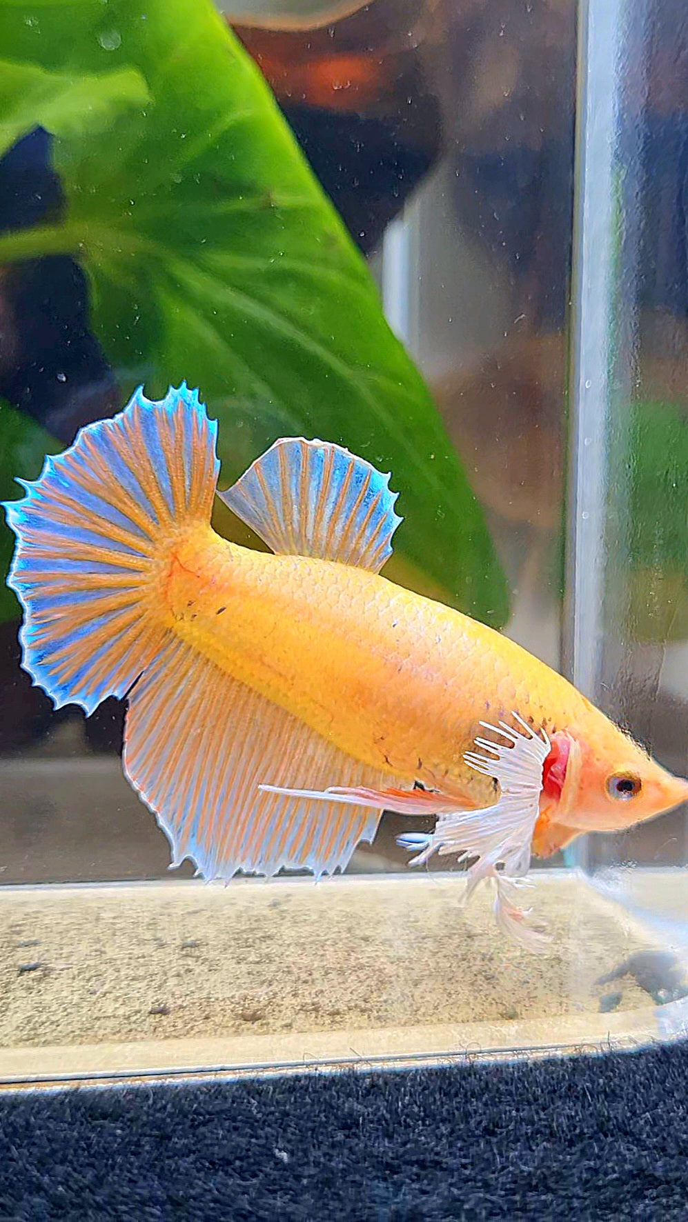 FEMALE HALFMOON DUMBO EAR ORANGE BETTA FISH