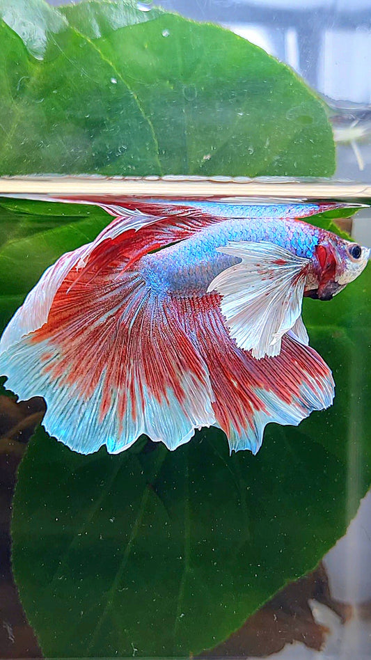 HALFMOON DUMBO EAR LAVENDER BUTTERFLY BLUE BETTA FISH