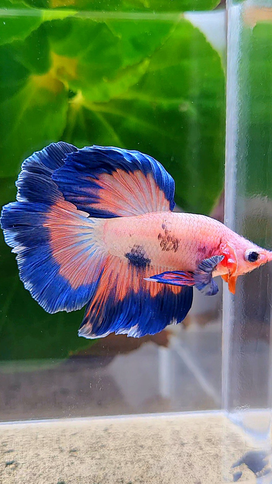 HALFMOON ROSETAIL PINK FANCY FLAMINGGO BLUE DOT BETTA FISH