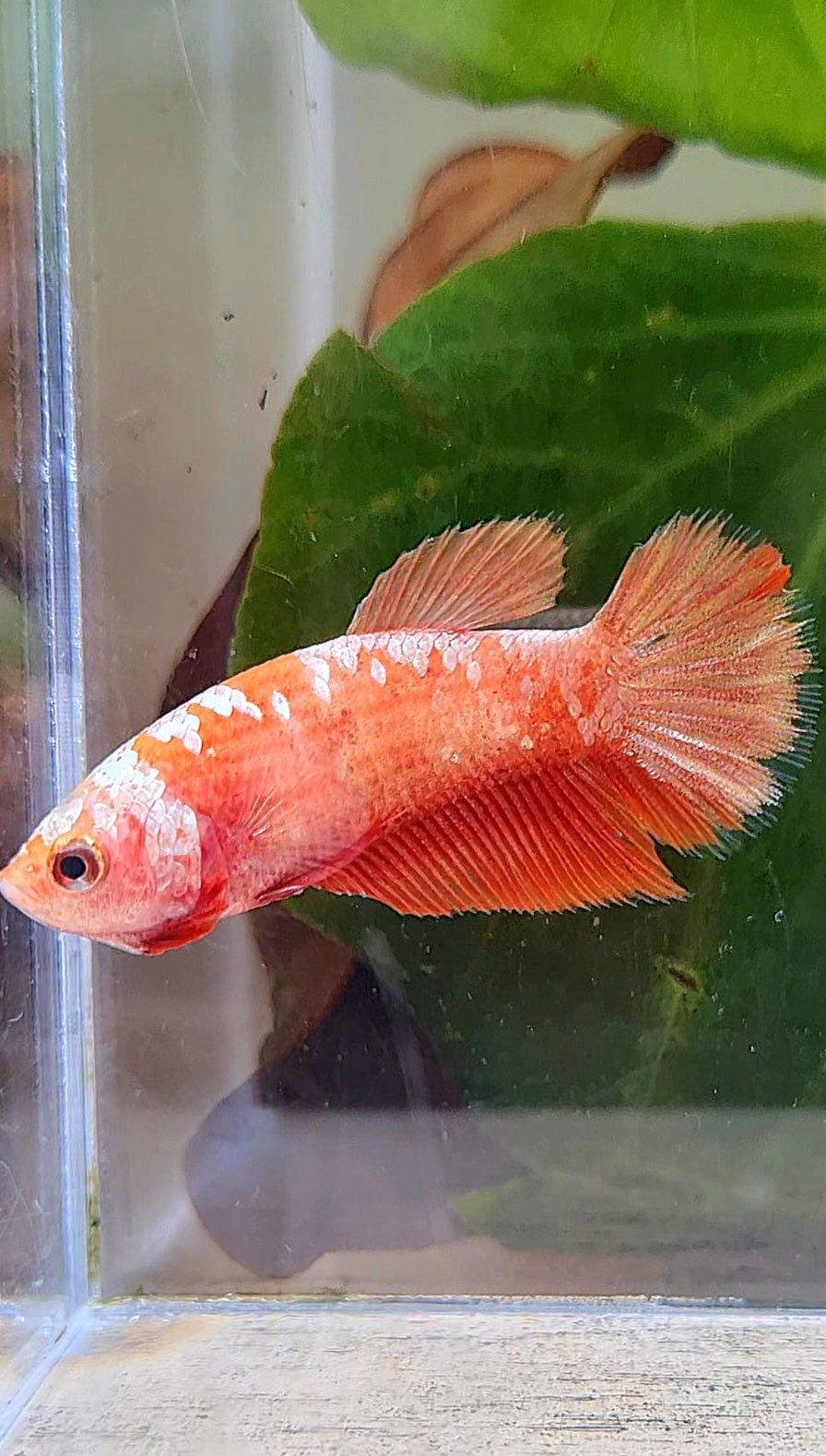 FEMALE HALFMOON RED GOLD GALAXY RGG BETTA FISH