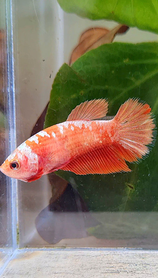 FEMALE HALFMOON RED GOLD GALAXY RGG BETTA FISH