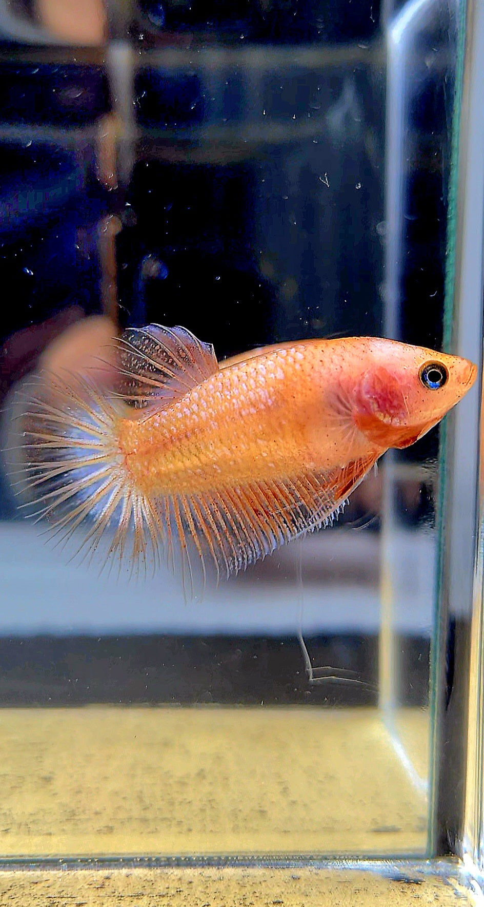 FEMALE PLAKAT CELLOPHANE TRANSPARENT BETTA FISH