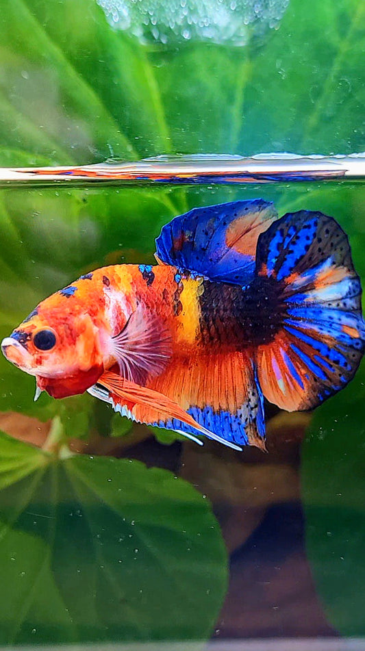LUXURY SPADE TAIL NEMO MULTICOLOR BETTA FISH