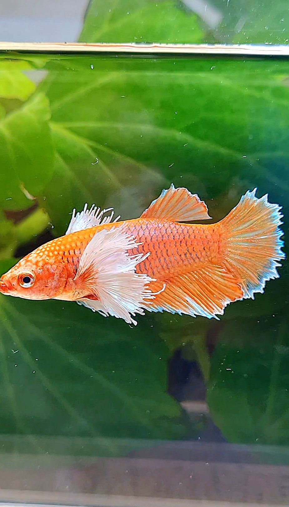 FEMALE HALFMOON DUMBO EAR ORANGE PINEAPPLE BETTA FISH