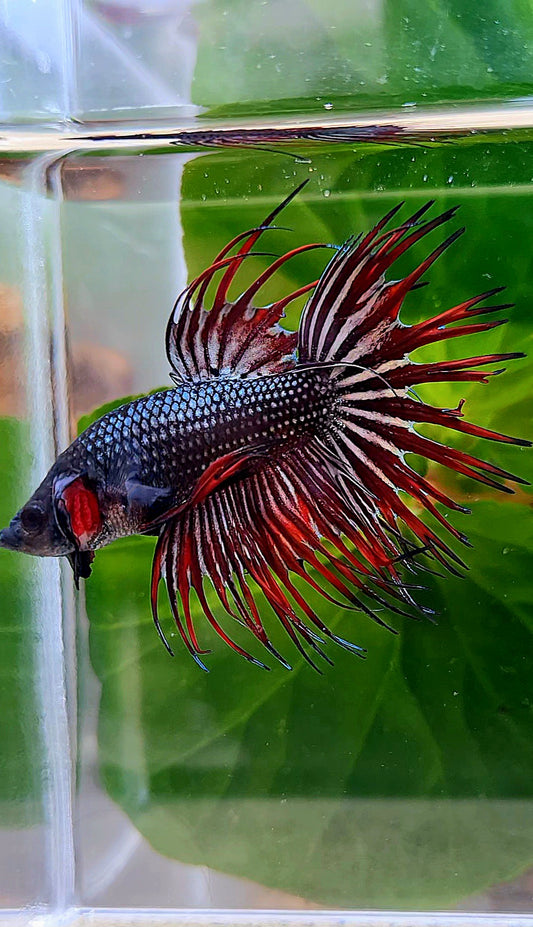 CROWNTAIL IMBELIS RED COPPER HYBRID WILD BETTA FISH