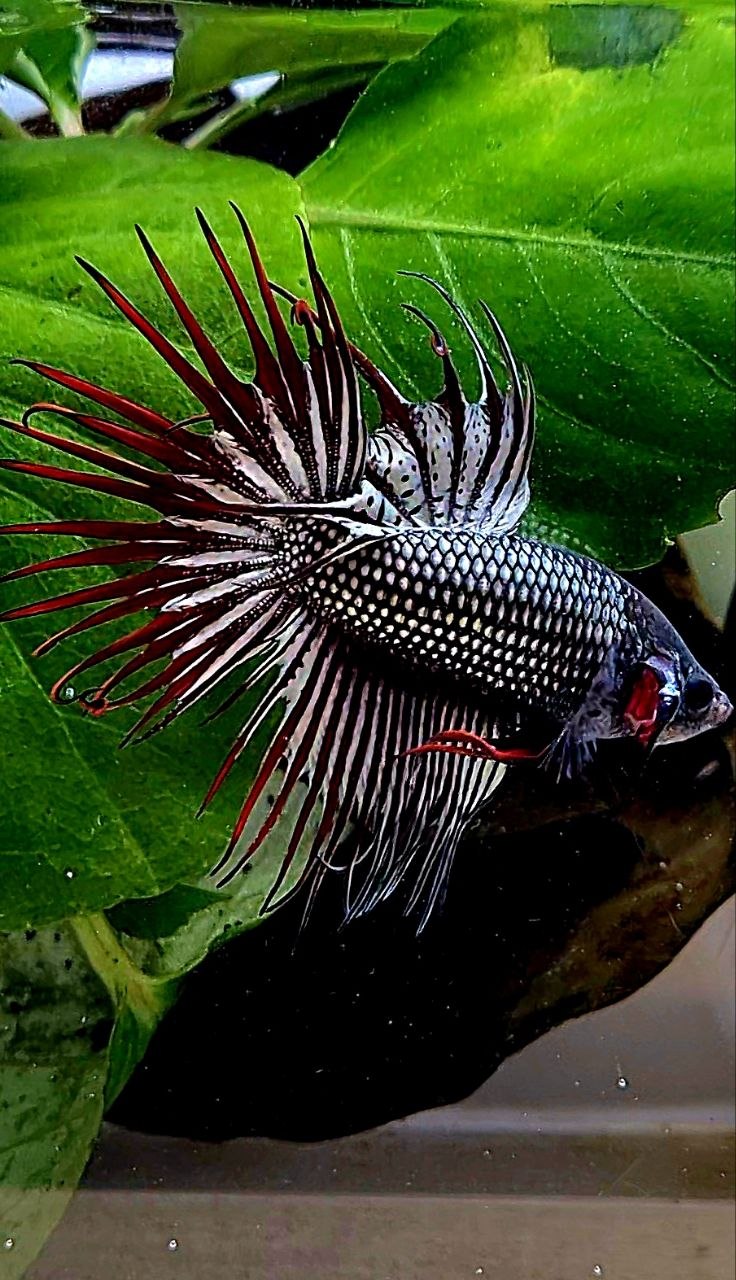 3 FISH LUXURY CROWNTAIL ALIEN BLUE 2 IMBELIS COPPER ORANGE HYBRID WILD BETTA FISH