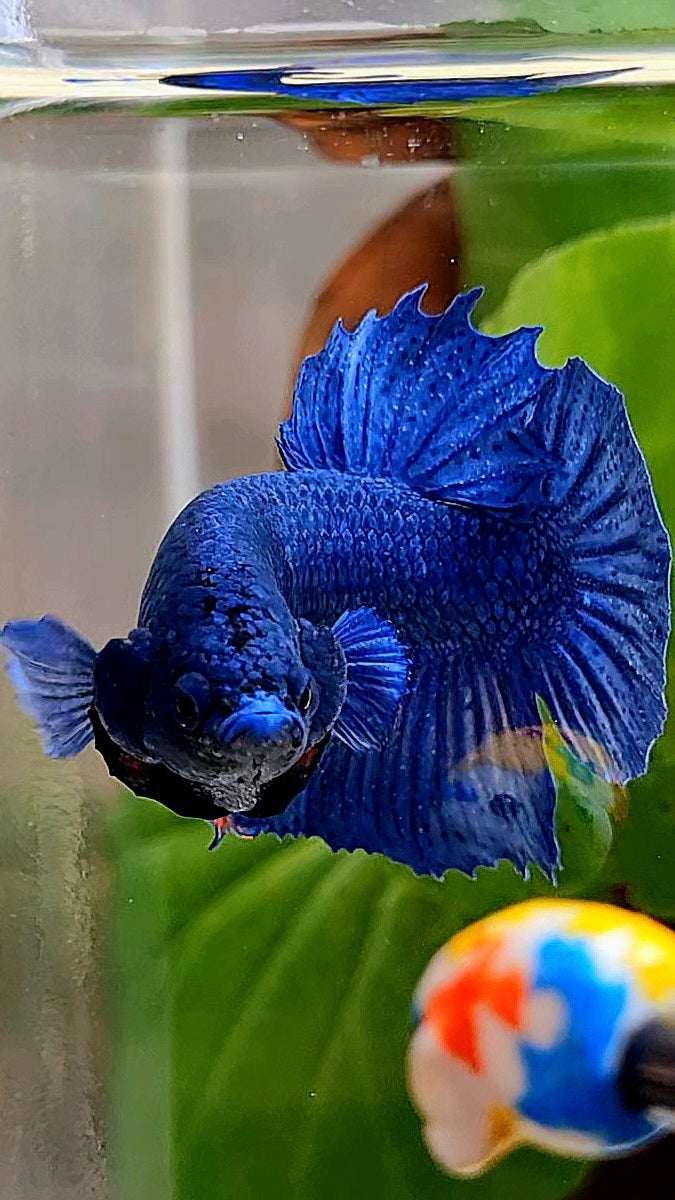 CROWNTAIL PLAKAT ROYAL BLUE BETTA FISH