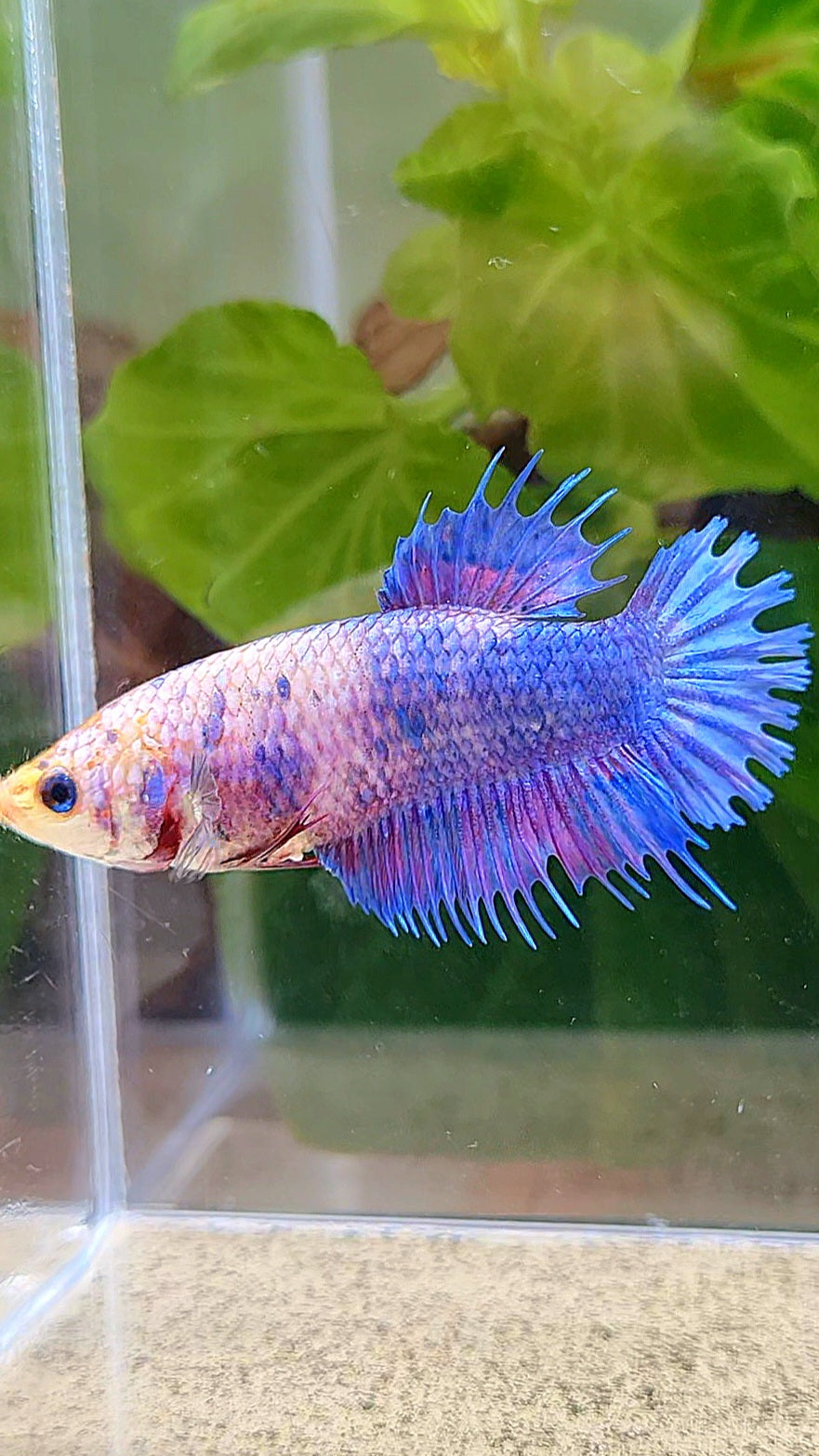 FEMALE CROWNTAIL PLAKAT PURPLE FANCY BETTA FISH