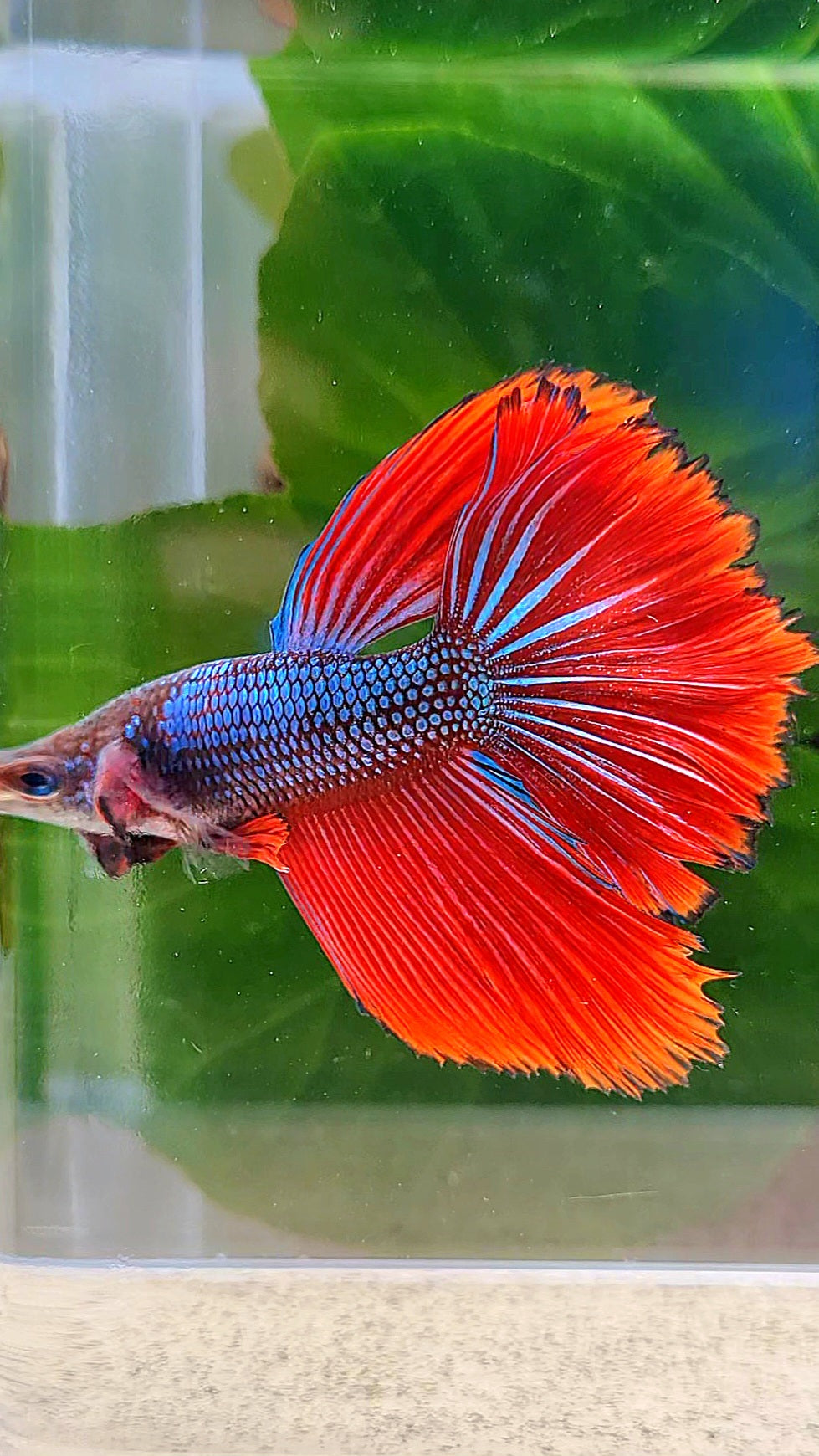 HALFMOON HYBRID IMBELLIS BLUE RED WILD BETTA FISH