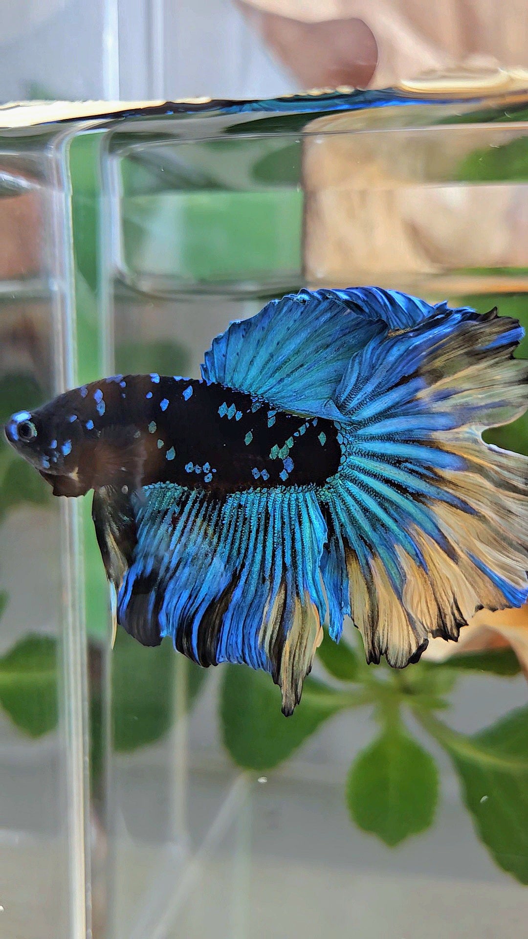 HALFMOON ROSETAIL BLACK GALAXY AVATAR BLUE YELLOW BETTA FISH