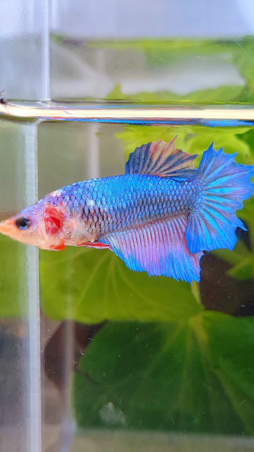 FEMALE HALFMOON BLUE BETTA FISH