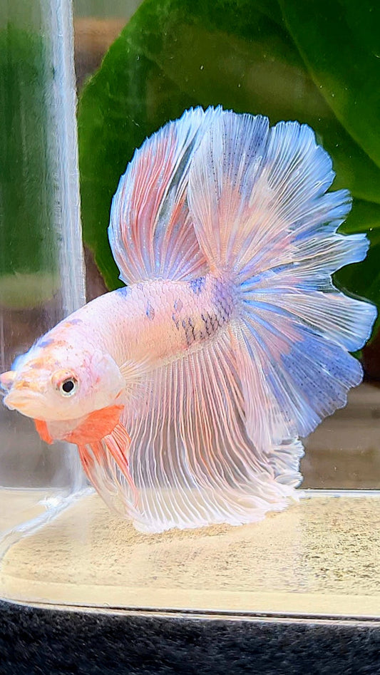 HALFMOON ROSETAIL PINK FANCY FLAMINGGO BLUE DOT BETTA FISH