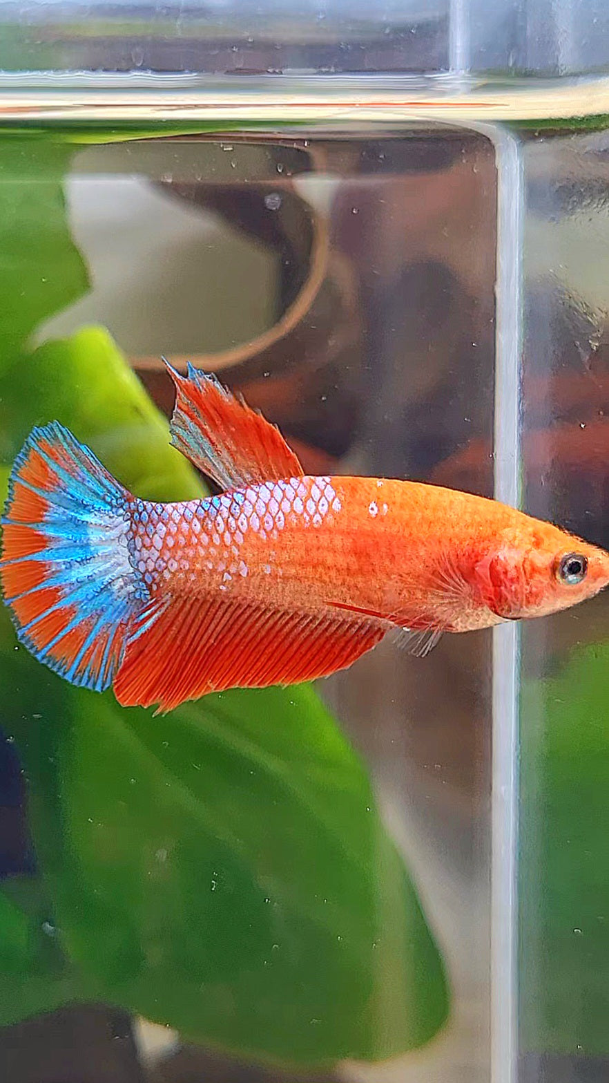 FEMALE HALFMOON RED FANCY FCCP BETTA FISH