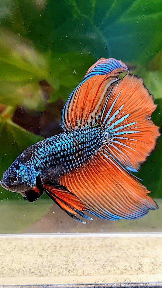 HALFMOON IMBELLIS ORANGE GREEN HYBRID WILD BETTA FISH