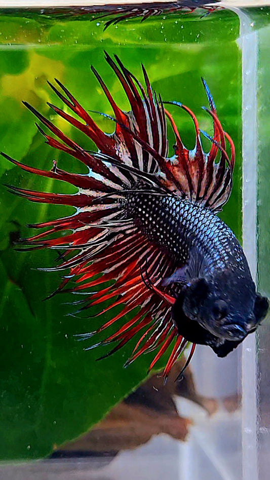 CROWNTAIL IMBELIS RED COPPER HYBRID WILD BETTA FISH
