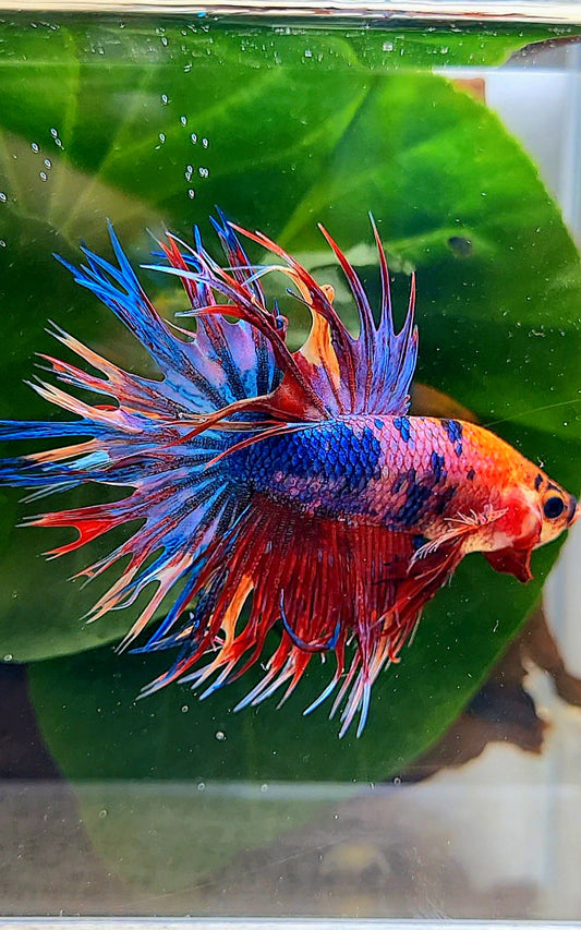CROWNTAIL SUPER MULTICOLOR FANCY BETTA FISH