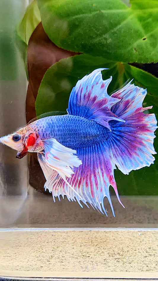 HALFMOON DUMBO EAR PURPLE BLUE FANCY BETTA FISH