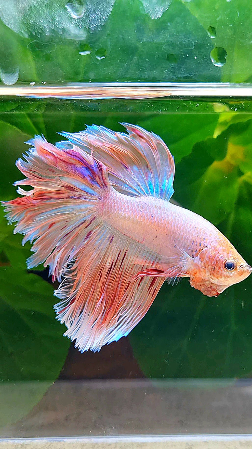 HALFMOON ROSETAIL PINK FANCY FLAMINGGO ARMAGEDDON BETTA FISH