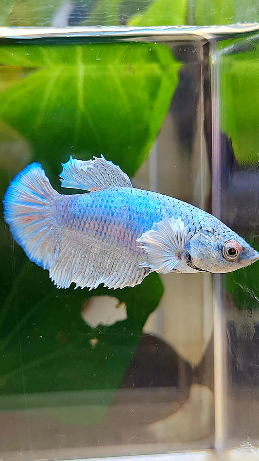 FEMALE HALFMOON BLUE BETTA FISH