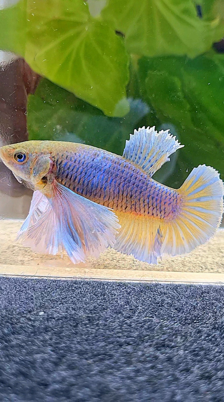 FEMALE PLAKAT SUPER DUMBO EAR PURPLE YELLOW PINEAPPLE BETTA FISH