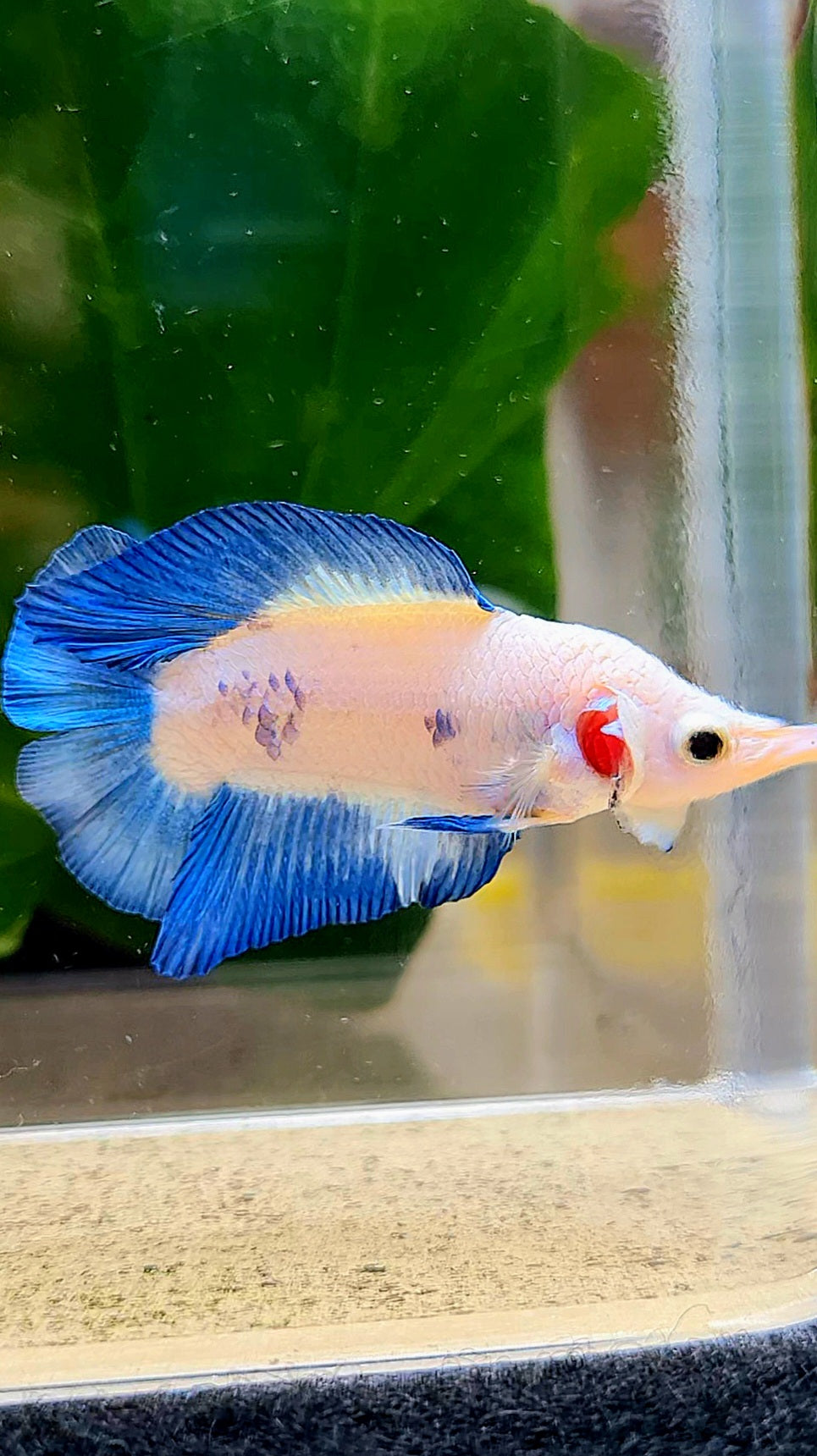 PLAKAT DOUBLETAIL SHORT BODY BLUE RIM BETTA FISH