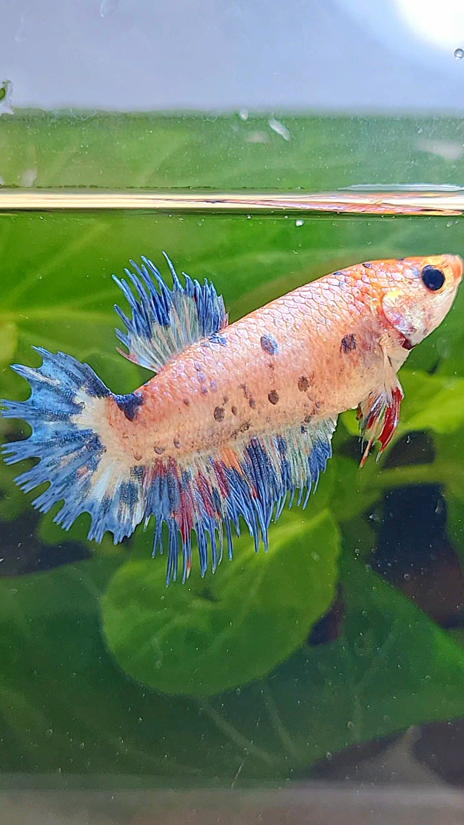 FEMALE CROWNTAIL CANDY BLUE DOTS MULTICOLOR BETTA FISH