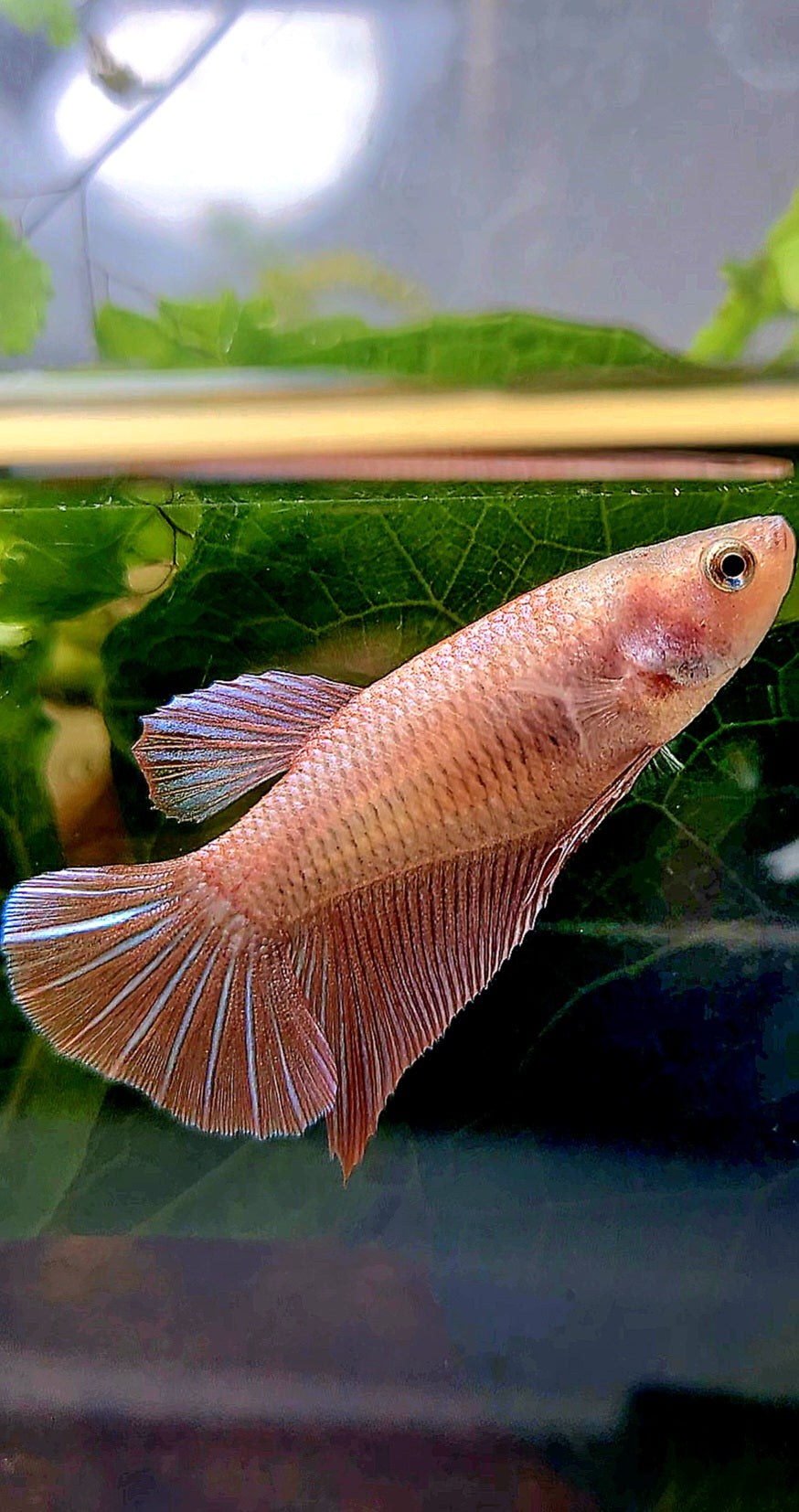FEMALE PLAKAT MAGENTA BETTA FISH