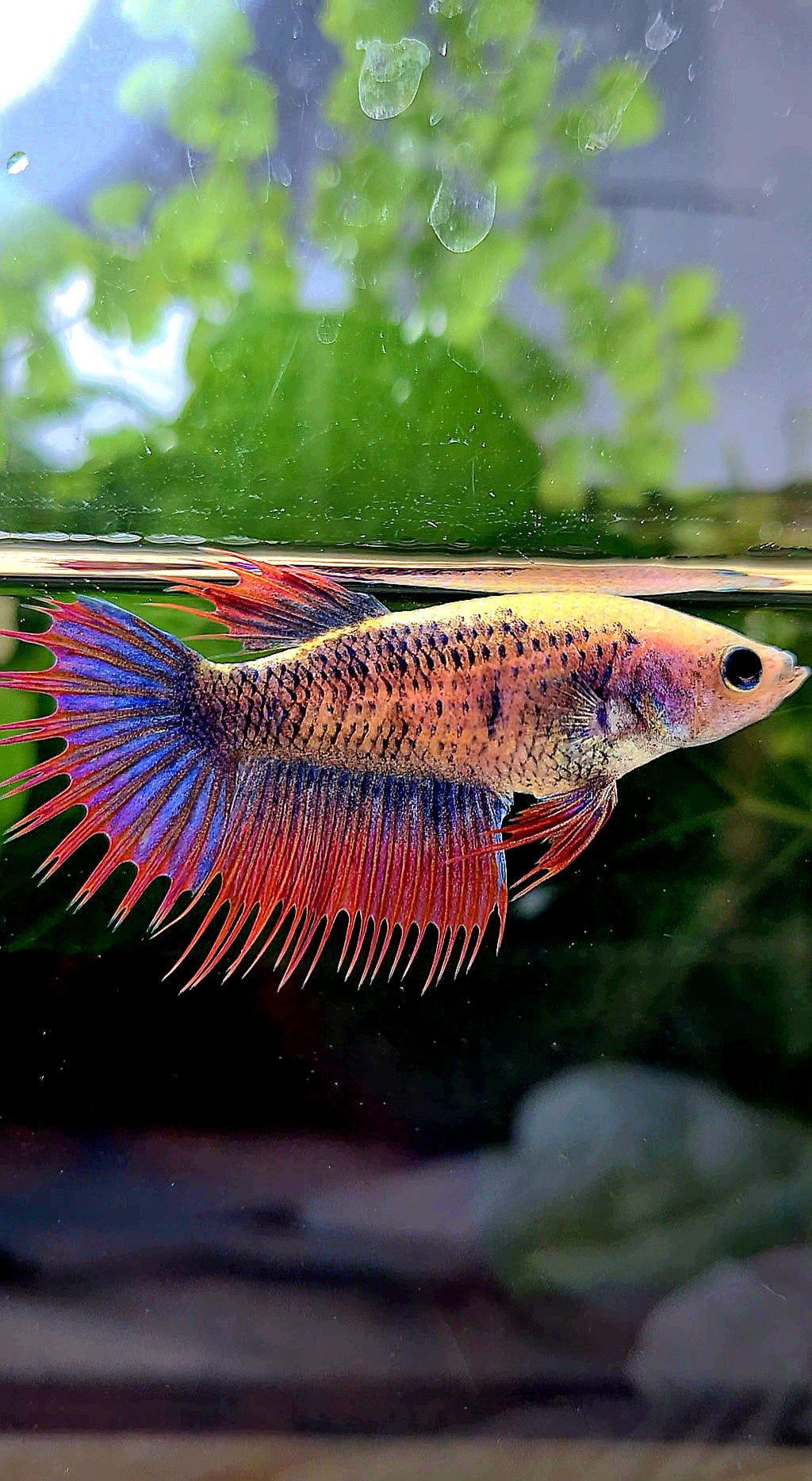 FEMALE CROWNTAIL PURPLE MASCOT BETTA FISH