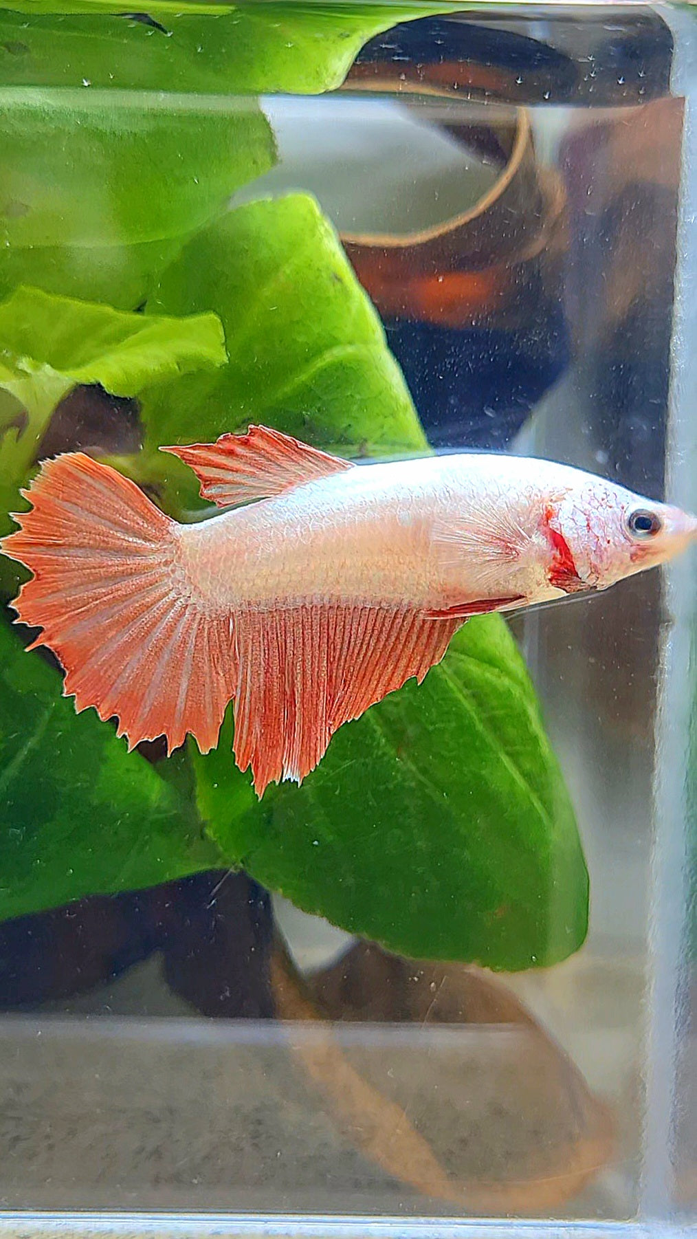 FEMALE HALFMOON RED DRAGON BETTA FISH