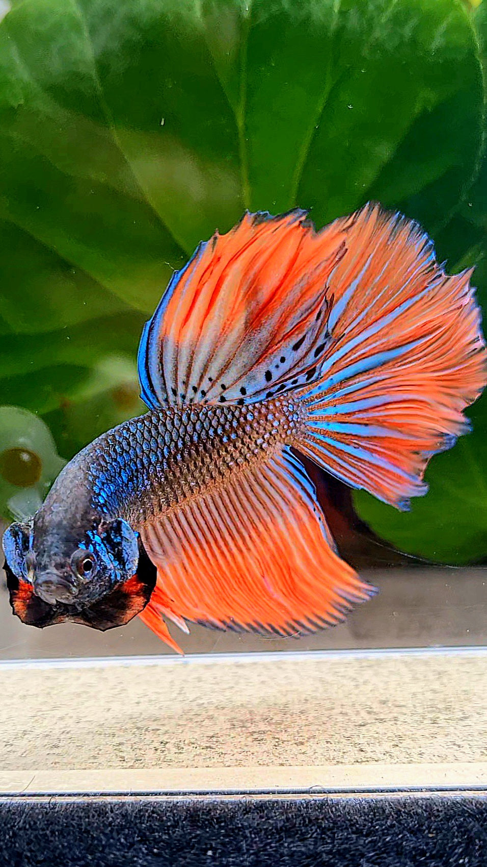 HALFMOON ROSETAIL IMBELLIS ORANGE GREEN HYBRID WILD BETTA FISH