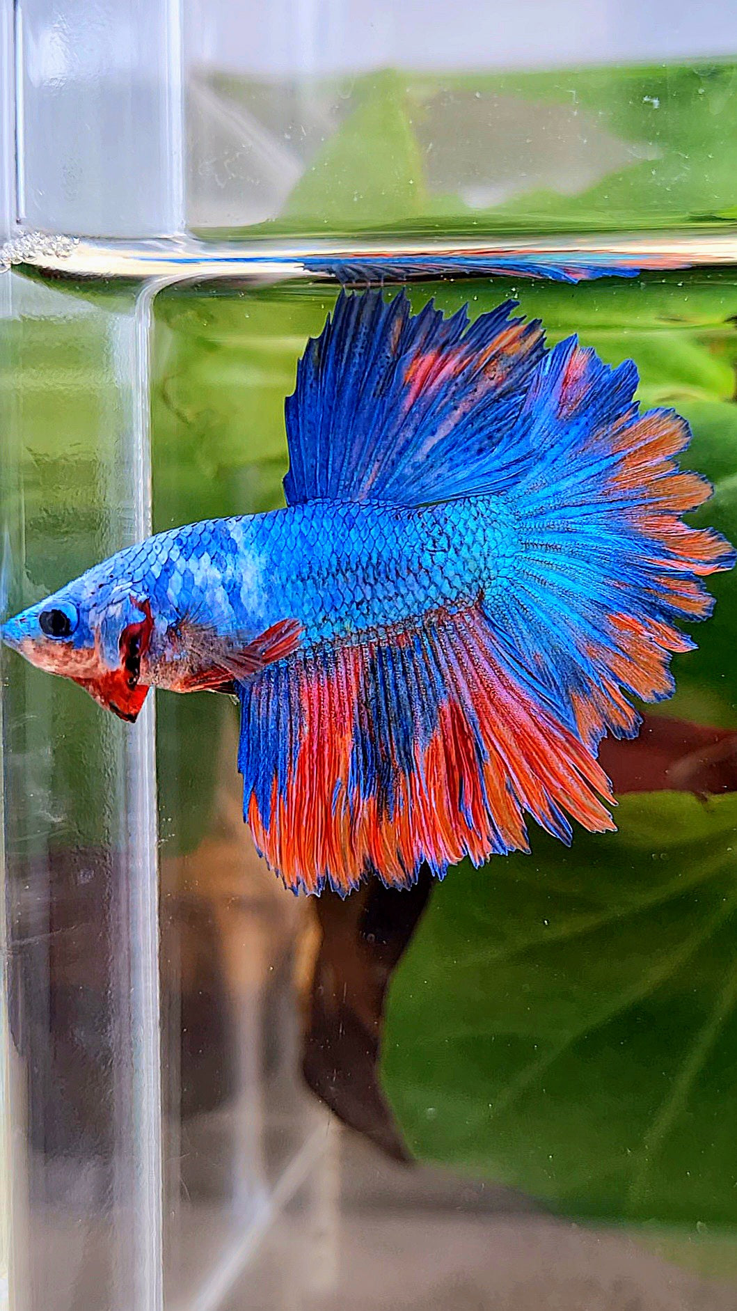 HALFMOON ROSETAIL BLUE PINK PATTERN BETTA FISH